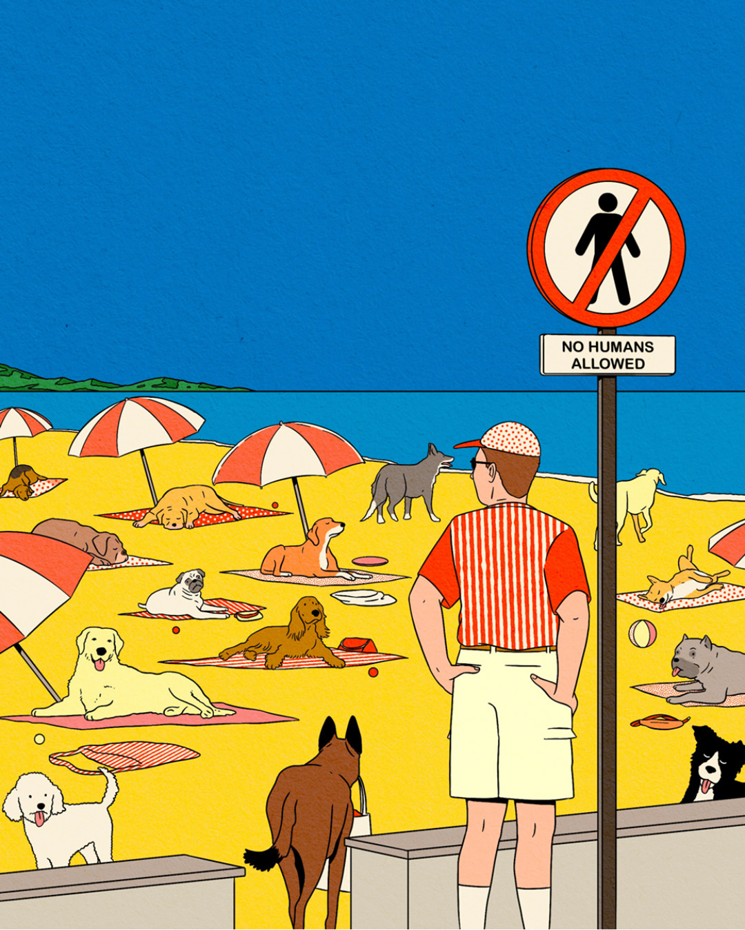 humans are not allowed at this dog beach full of dogs 