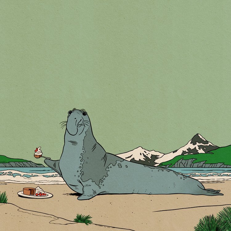 elephant seal eating cake 