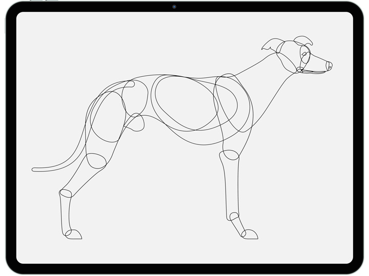  / Hund in Bewegung