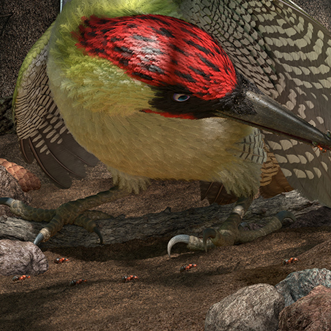 realistic illustration of a bird in the forest with ants