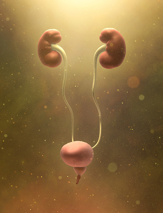 bladder in yellow liquid