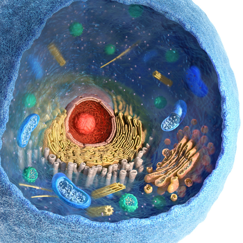 close up of a stem cell