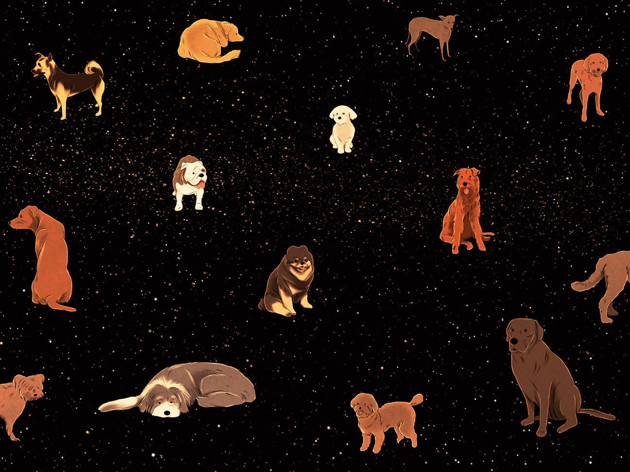 different dogs in front of space