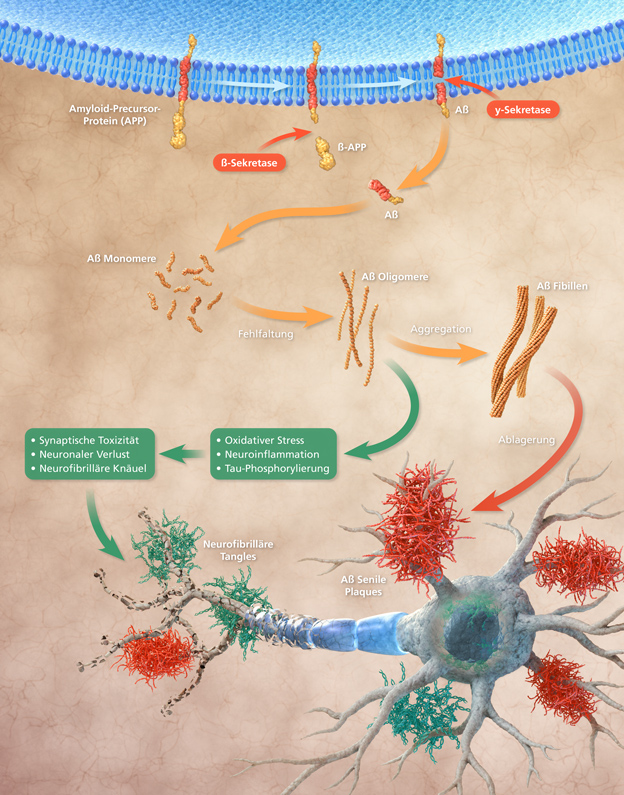 nerve cells