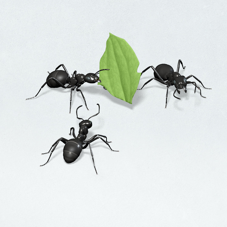 close up of three ants with a leaf