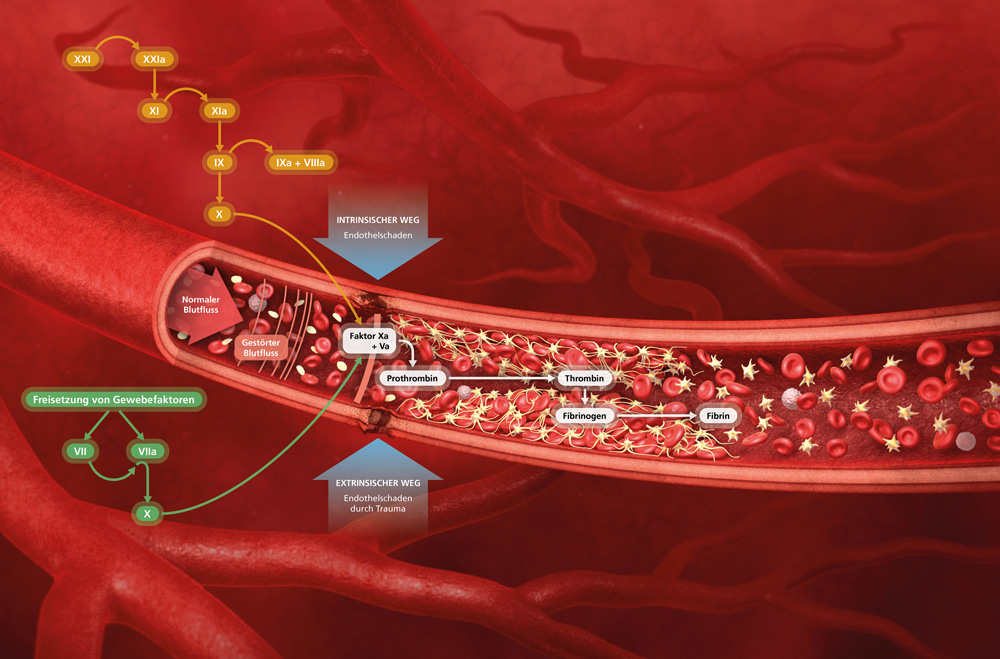 section of injured blood vessel with blood platelets