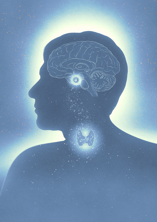 silhouette of man with sketched brain and thyroid gland